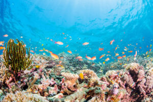 Coral garden